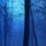 cropped-cropped-night_in_the_forest-wallpaper-960×540-2.jpg
