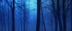cropped-night_in_the_forest-wallpaper-960×540.jpg