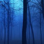 cropped-night_in_the_forest-wallpaper-960×540-2.jpg