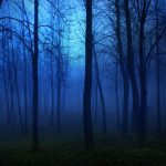 night_in_the_forest-wallpaper-960×540